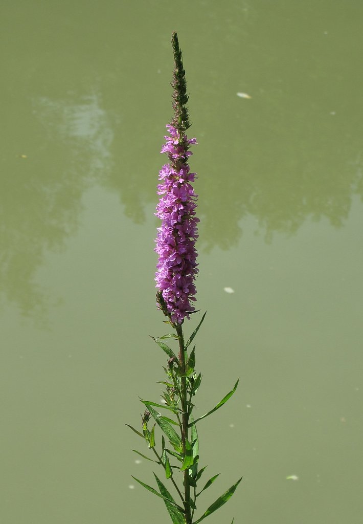 Lythrum salicaria
